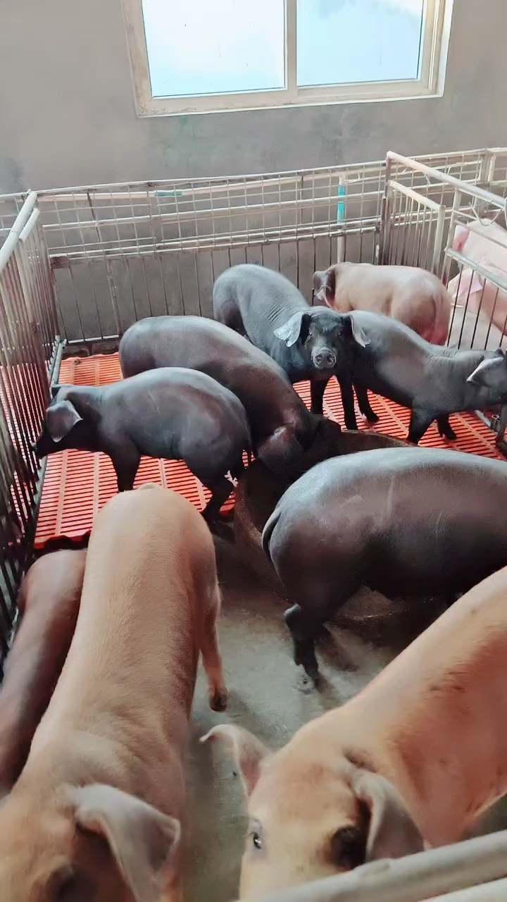 杜洛克猪苗,瘦肉型猪苗,质量保证,健康保证