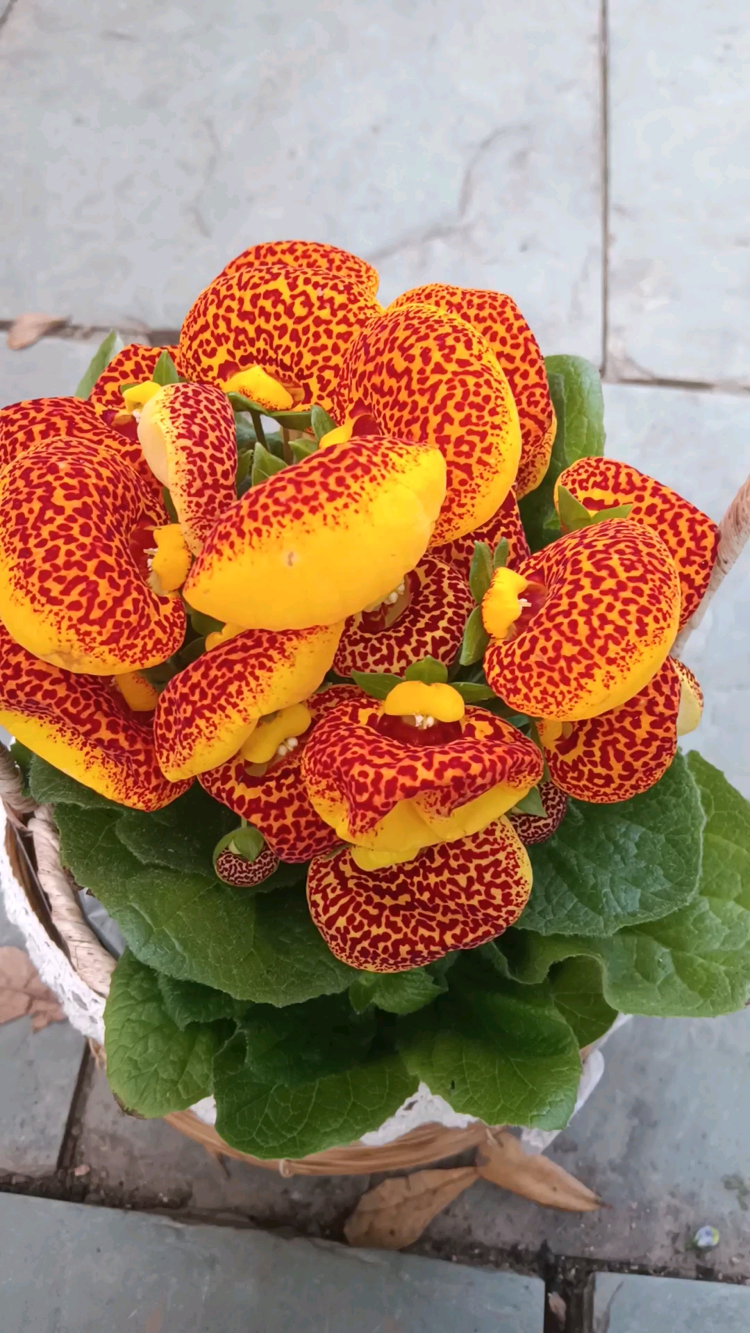 荷包花,钱包鼓鼓的