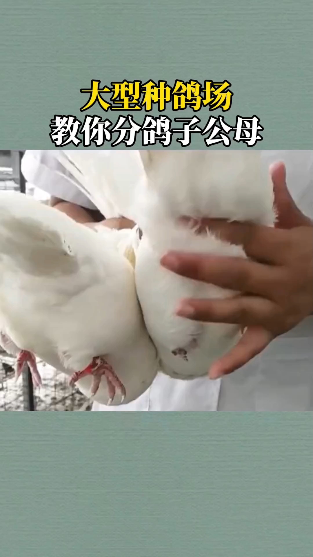 大型养鸽场教你分辨鸽子公母!