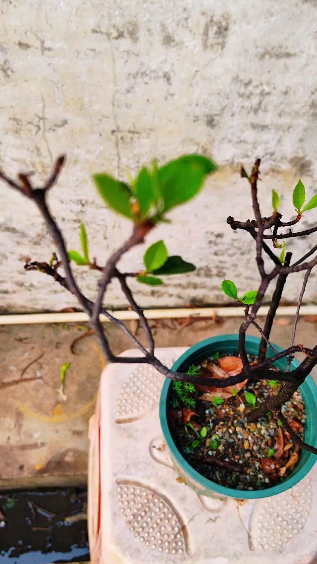 海岛春花,丛林孔雀开屏