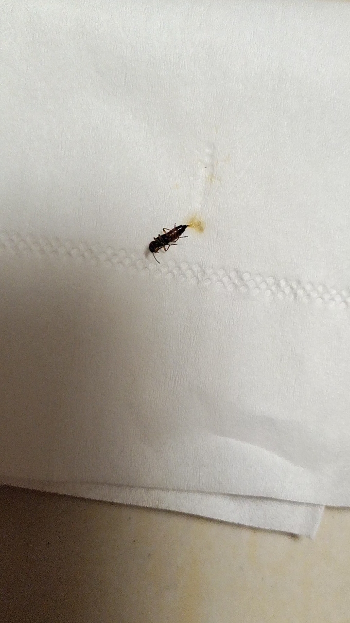 家里为什么有隐翅虫