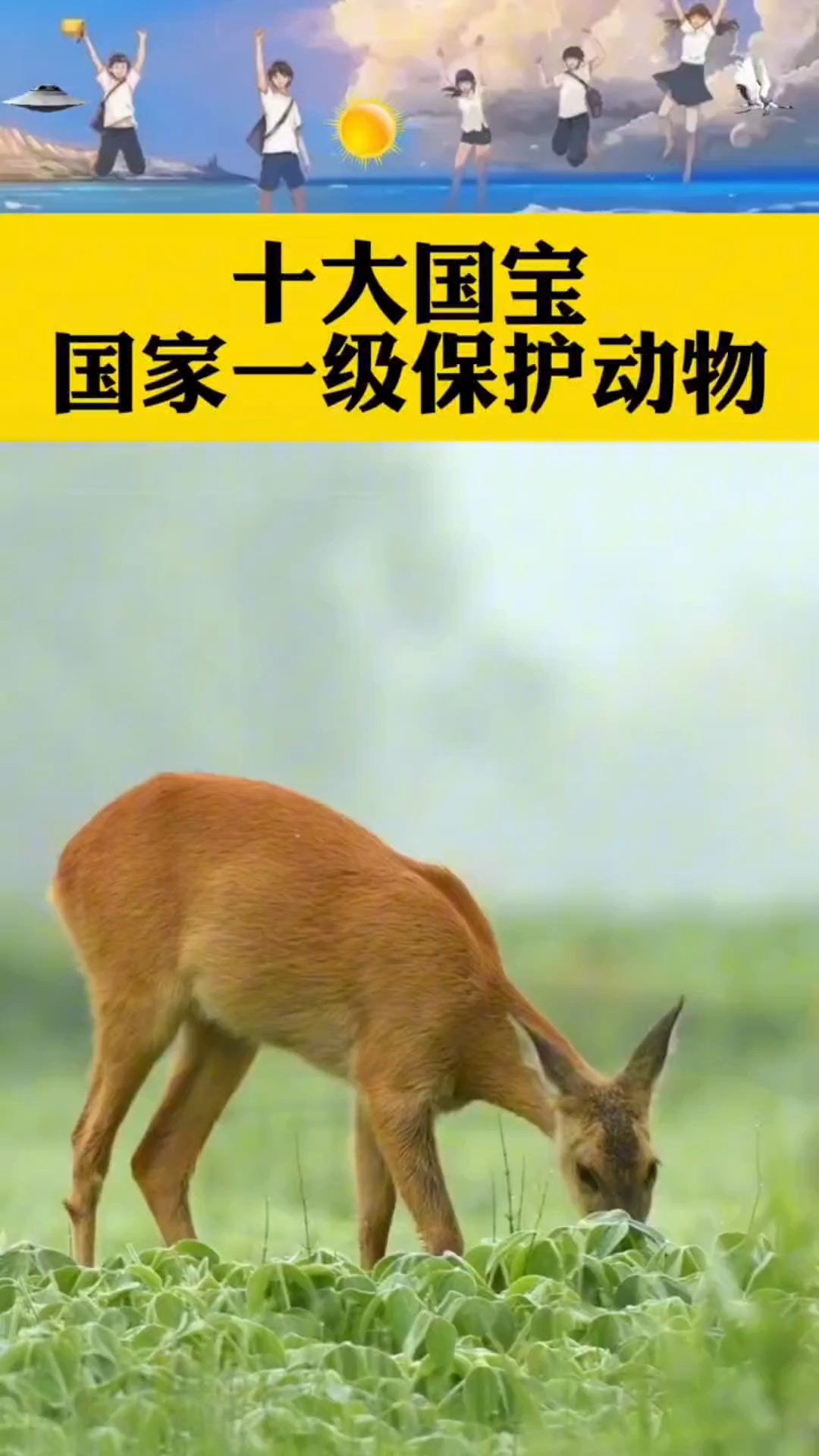 国家1一10级保护动物