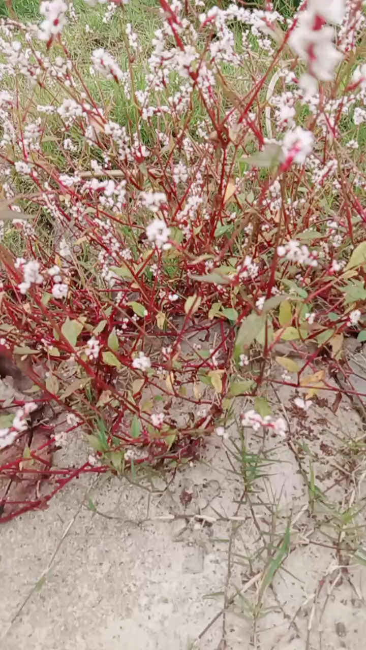 农村常见植物辣蓼草