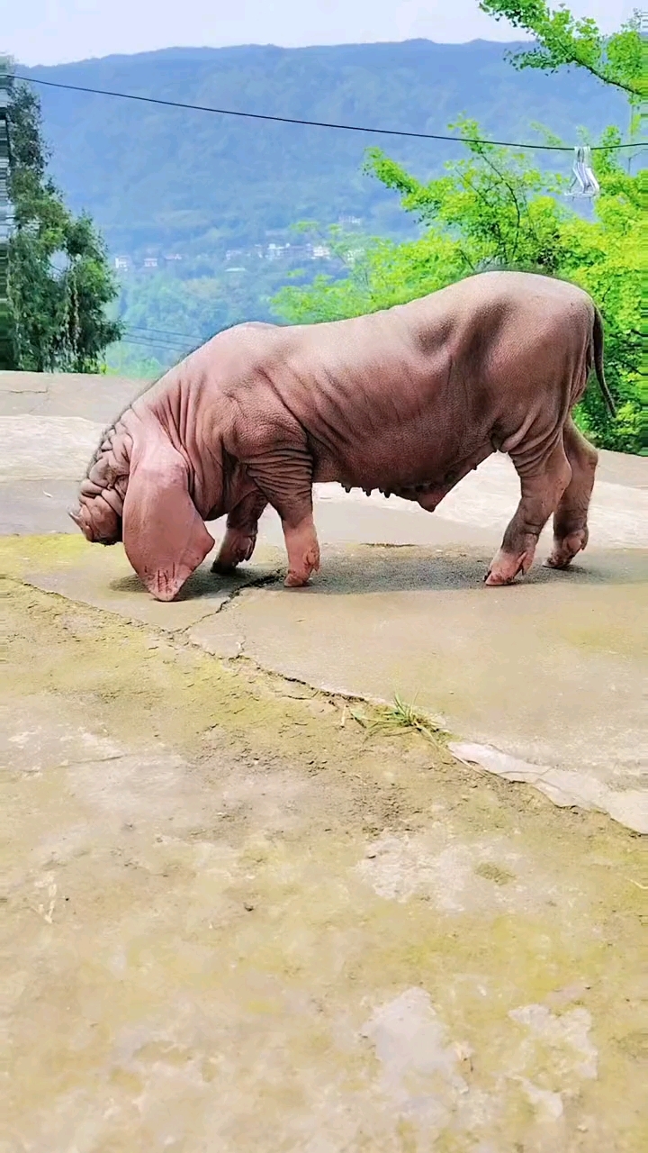 原种太湖母猪简介图片