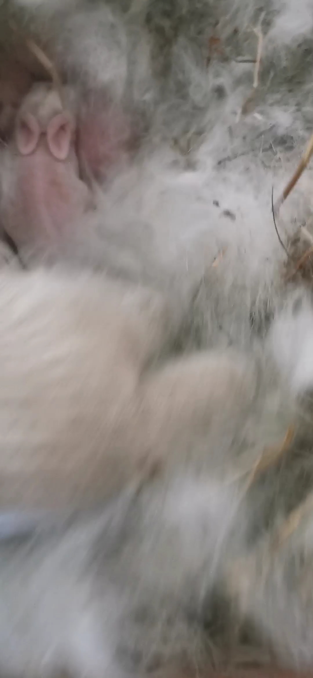 白母兔前几天生了8只,饿死了3只,灰母兔昨天生了六只