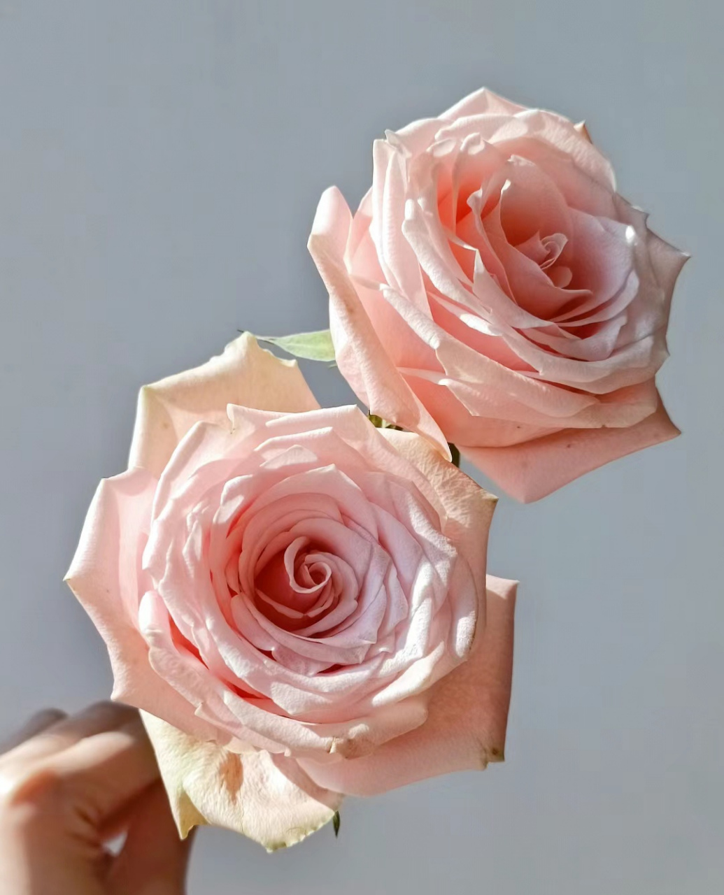 胭脂粉玫瑰#寻找百度ai写手计划