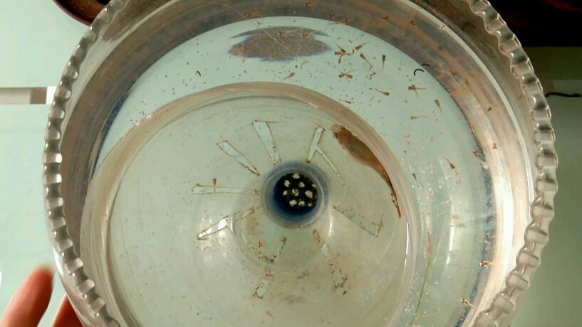 我这孔雀鱼就要泛滥成灾了,为什么总是有网友说他养不活孔雀鱼呢