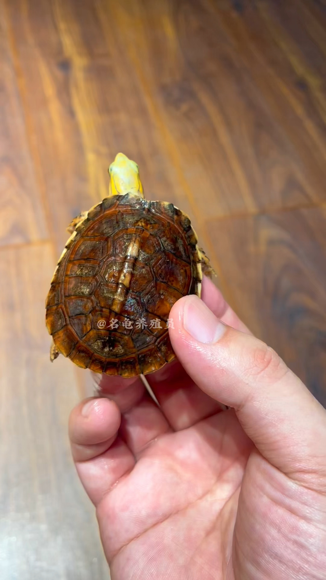 6.18超级福利系列:练手的百色闭壳龟,两万多即可拥有!