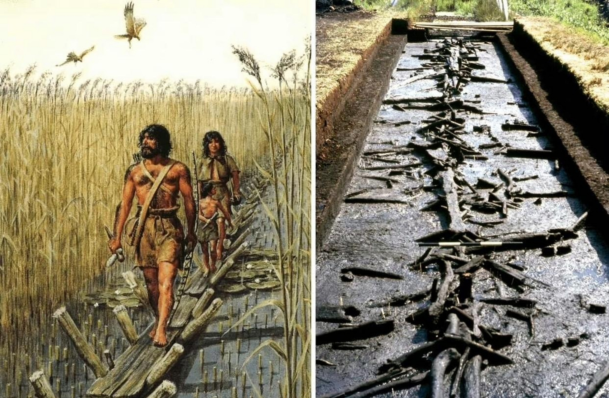 英国史前木桥遗迹,公元前3000年,不列颠岛就有人居住.#古代史