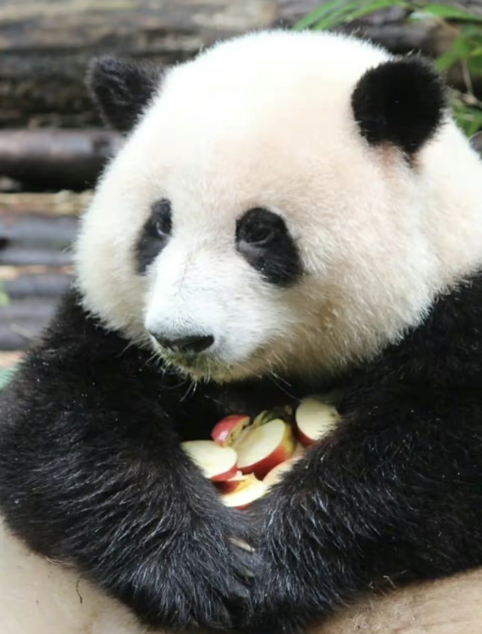 近日,谭爷爷的宠爱之举引发了轰动,他的宠物熊猫花花的肚子上竟然