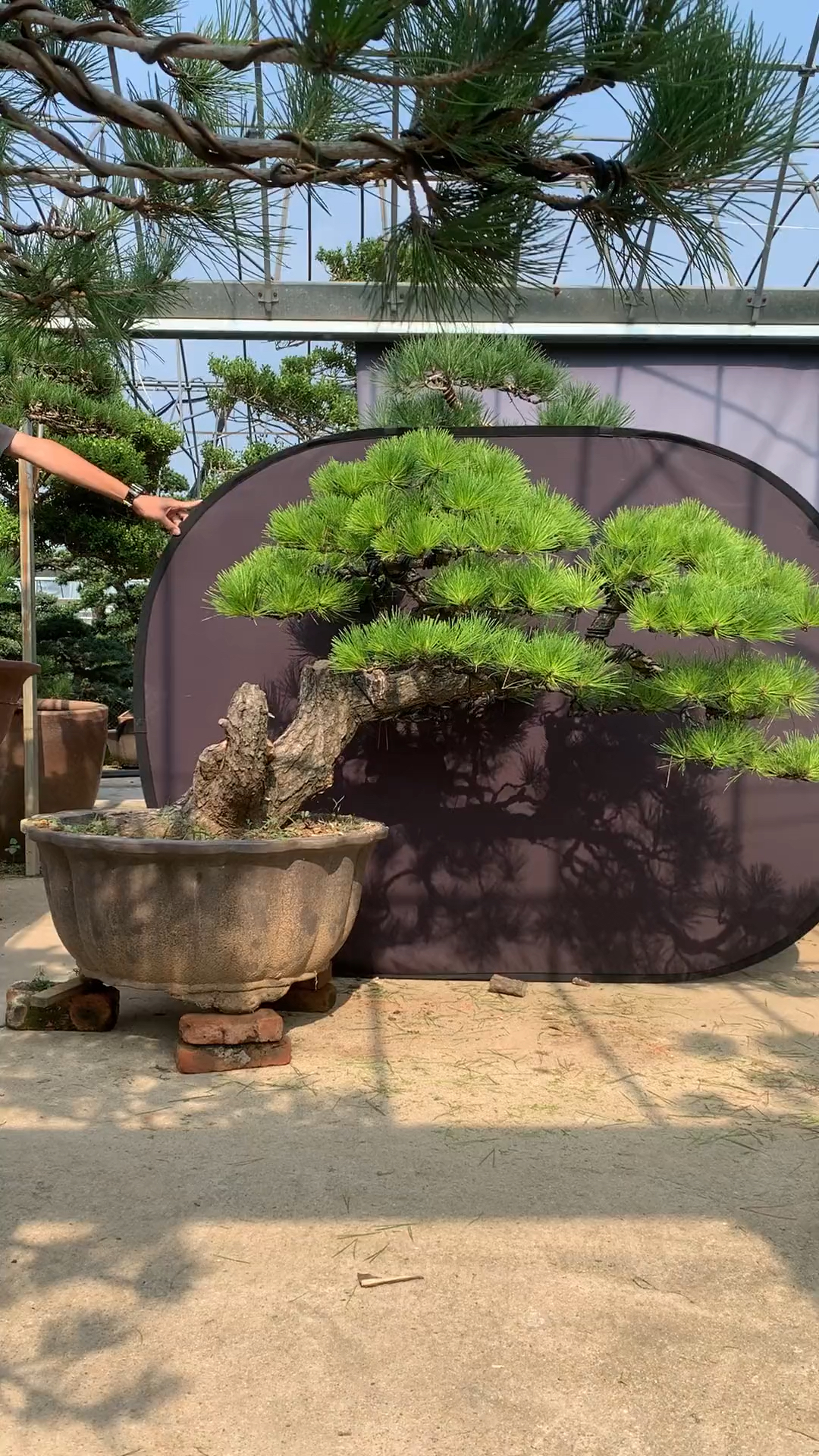 大陵水黑松盆景