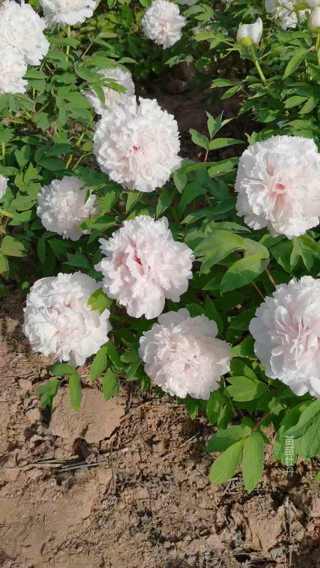 白牡丹景玉花开纯洁无暇白牡丹也很漂亮