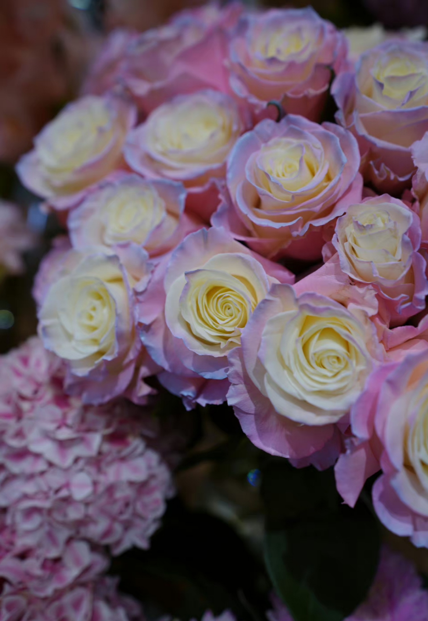 迎金秋购尽兴# 双色月季好美,国庆国庆,举国欢庆开心,吉祥,平安,如 