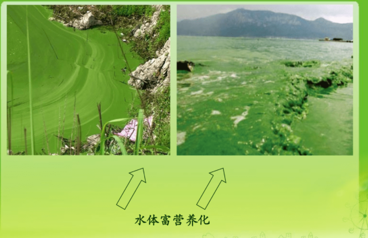 水体富营养化治理措施