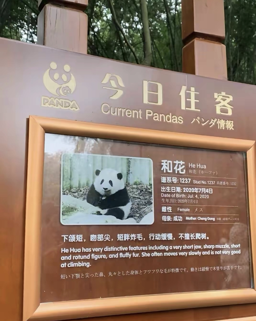 大熊猫"花花"的介绍牌上出现日文,有些网友瞬间不淡定了,大家怎么看待