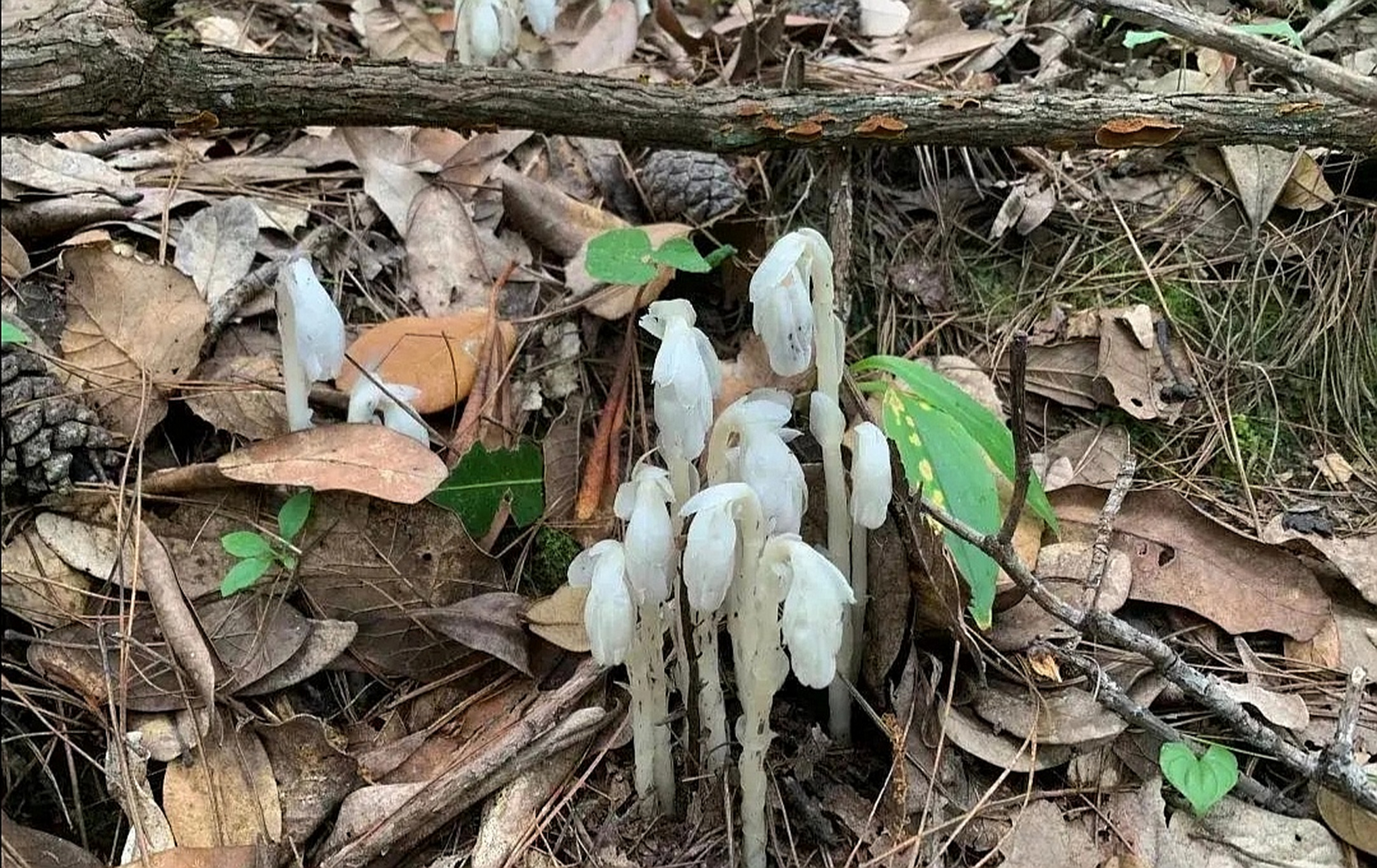这个花不要碰,因为它叫牢底坐穿花[捂脸]