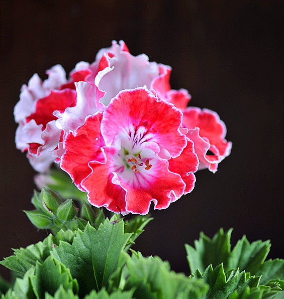 花色鲜艳的匈牙利国花,冬天养护好,做到四要点,花期能延长!
