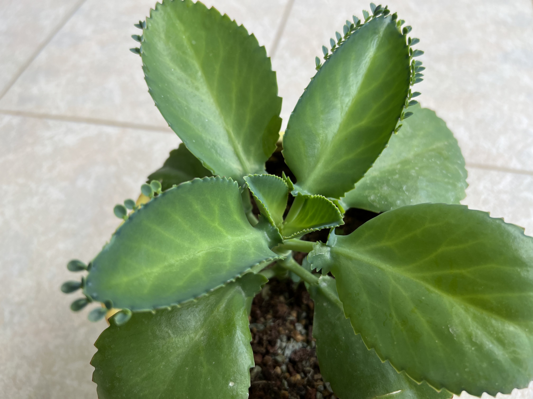 宽叶不死鸟,也叫大叶落地生根,因其繁殖能力超强而被人们誉为"不死鸟"