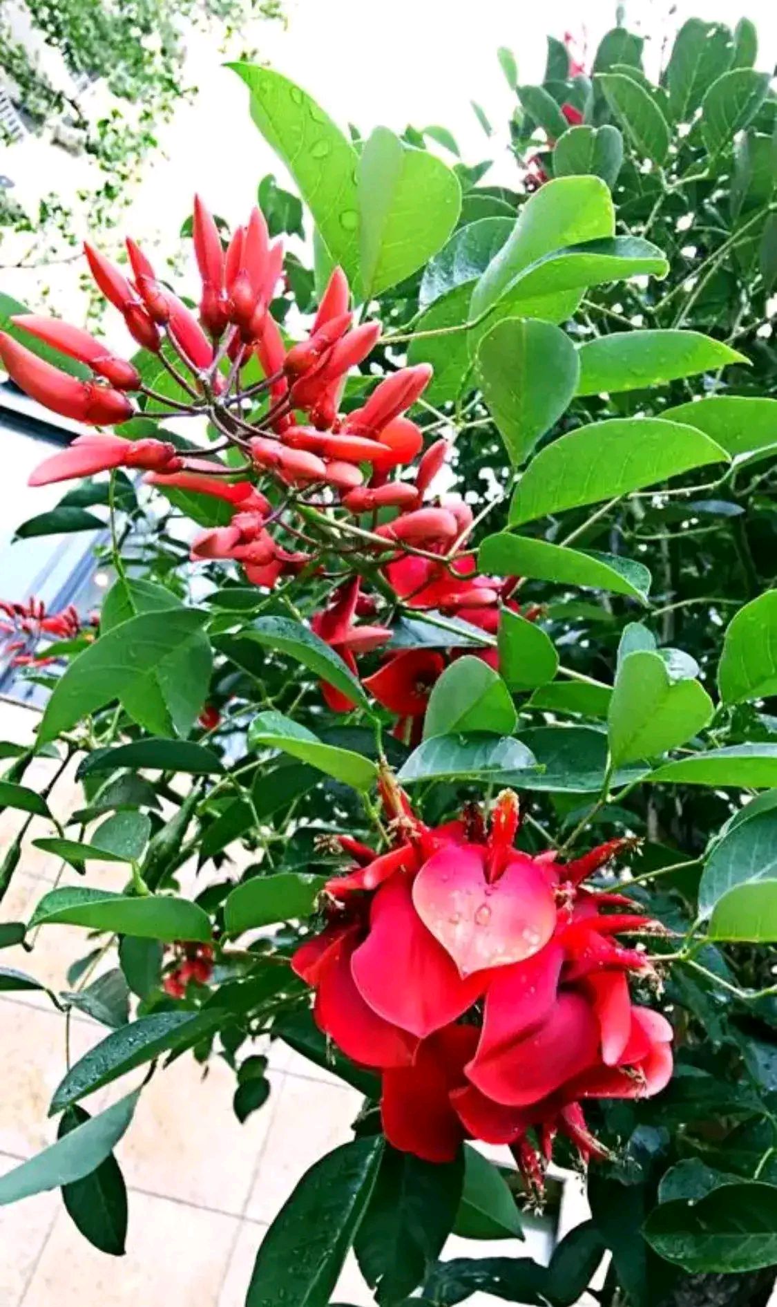 鸡冠树花开红艳艳