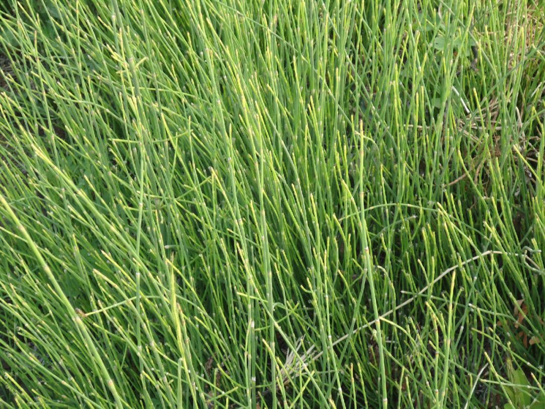 木贼是一种什么样的植物?