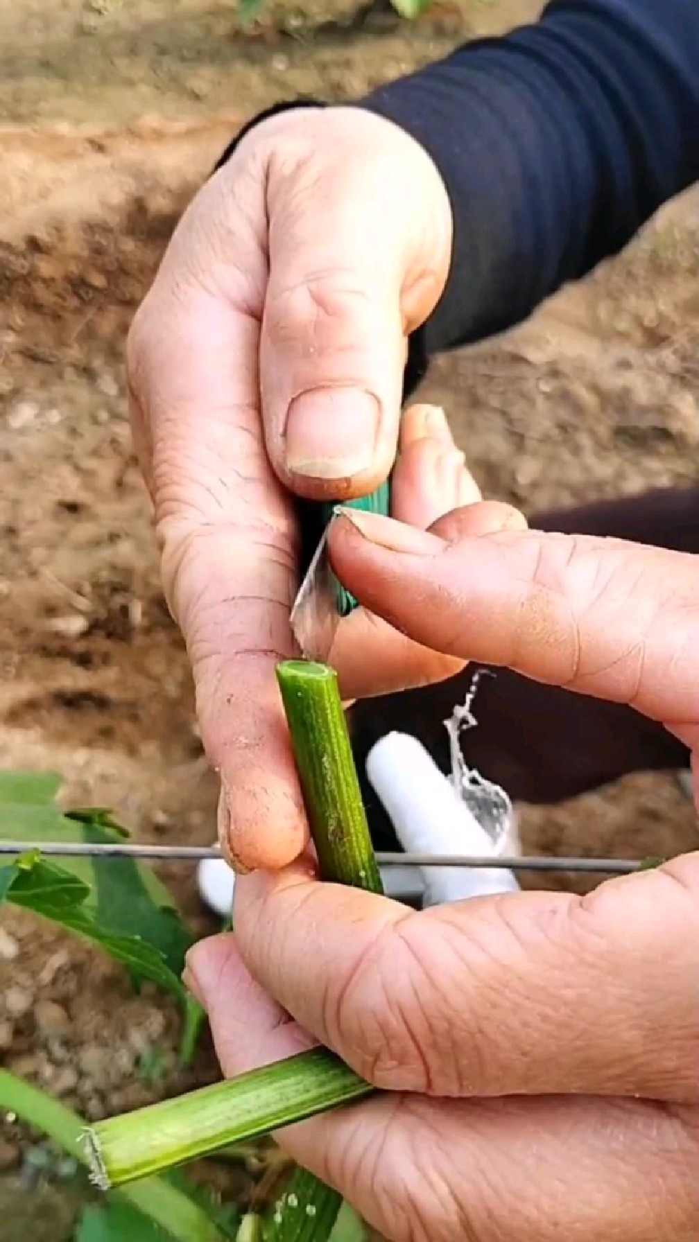 葡萄嫁接时间和方法图片