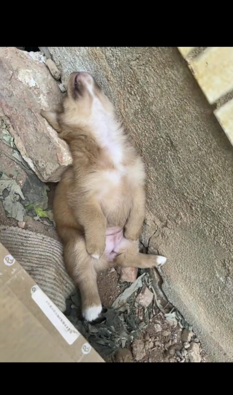 狗狗倒钩图片