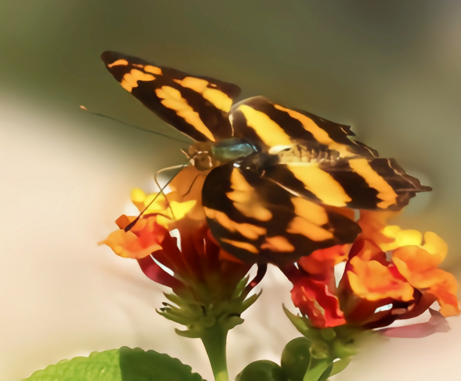 每天认识一种昆虫——金三线蝶 金三线蝶是蛱蝶科蟠蛱蝶属昆虫.翅展3.