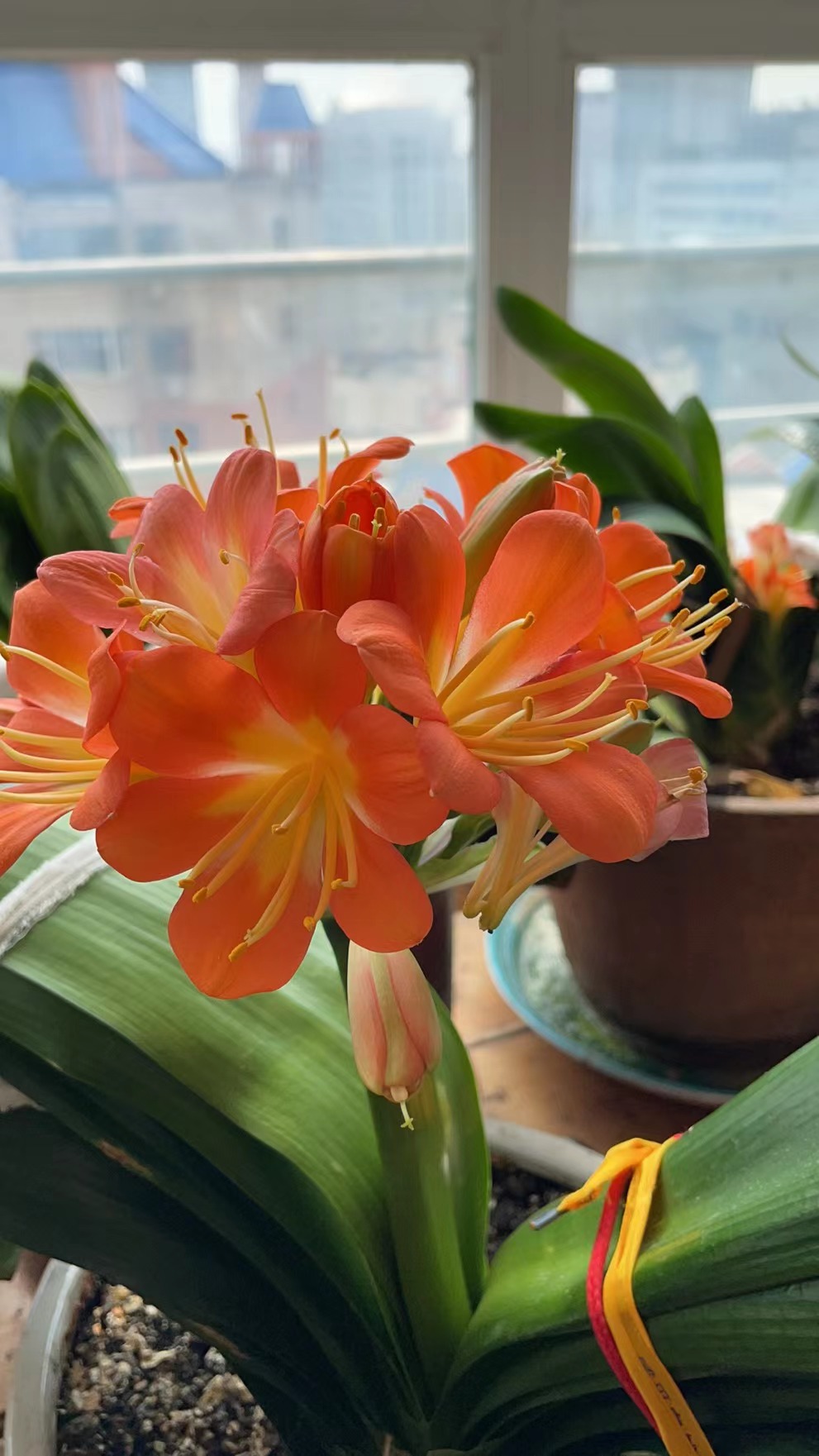 百岁老人心爱的花!