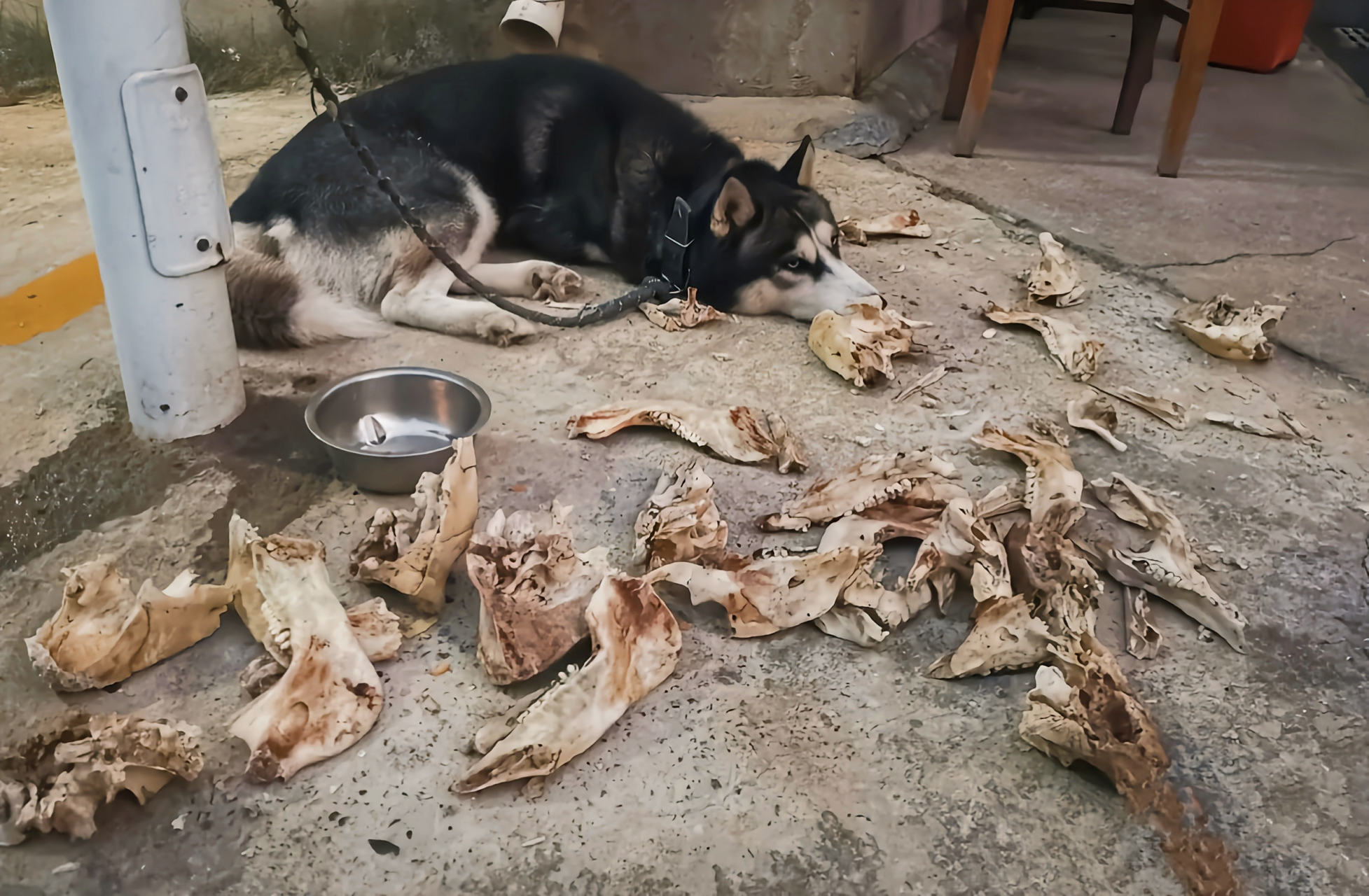 为啥我给二哈扔了一地的骨头,它就是无动于衷呢?