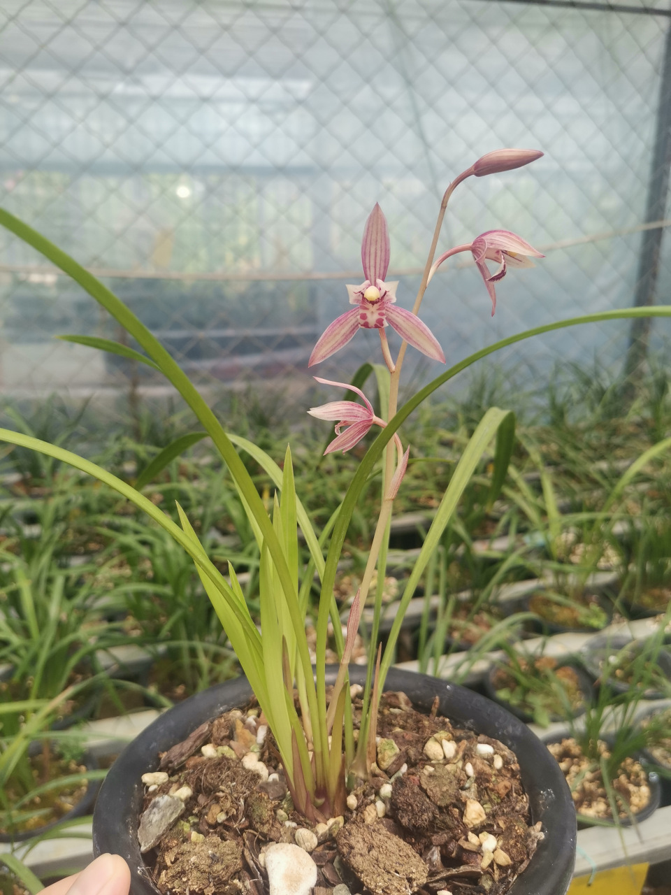 市长红开花了 还没来花的建兰抓紧喷施磷酸二氢钾 兑水最低800倍喷