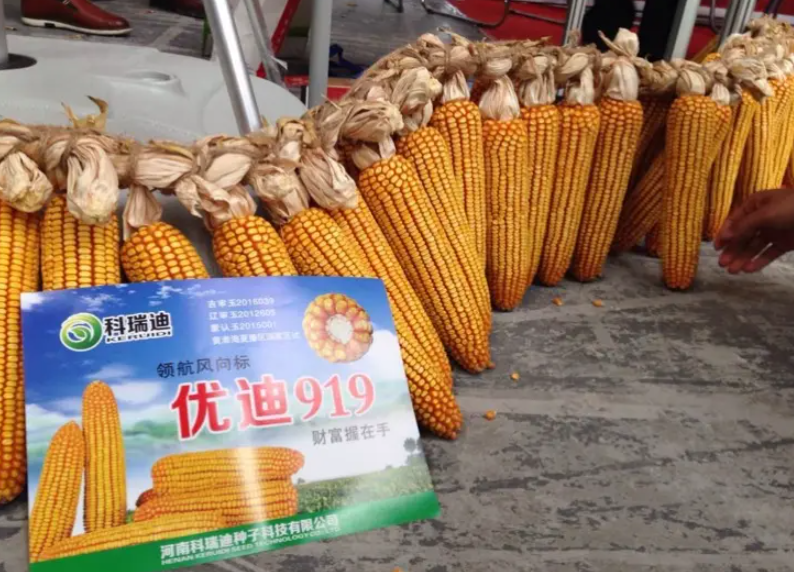 中博510玉米品种简介图片