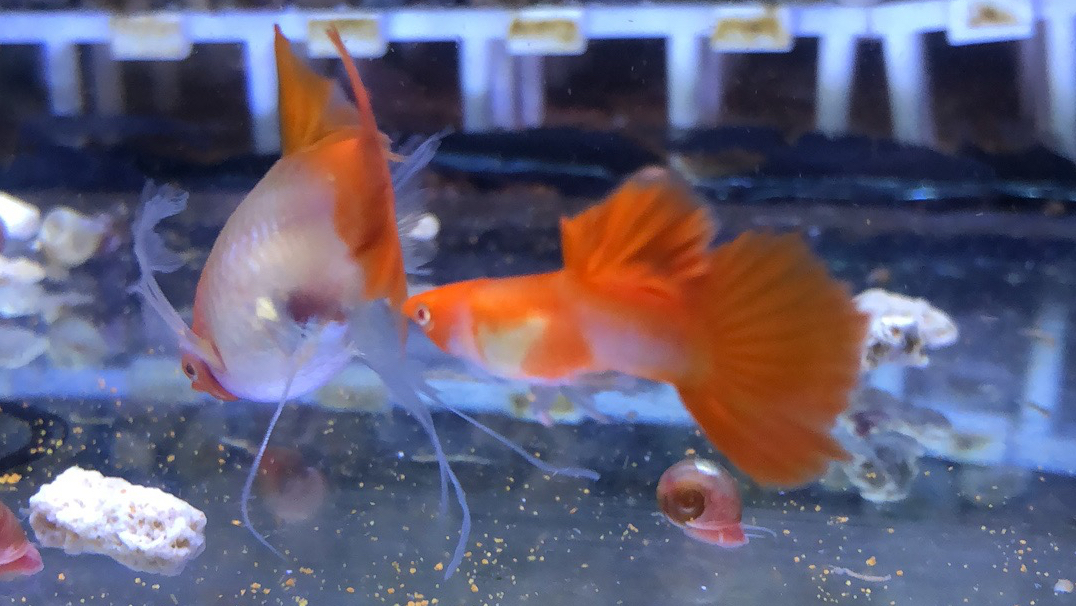 精品孔雀鱼的坑深不见底,早日回头是岸