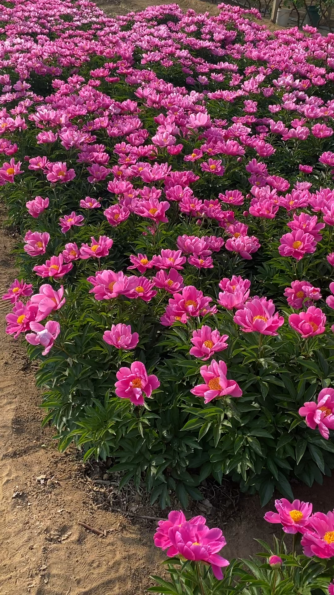 东北芍药开花成片的真漂亮