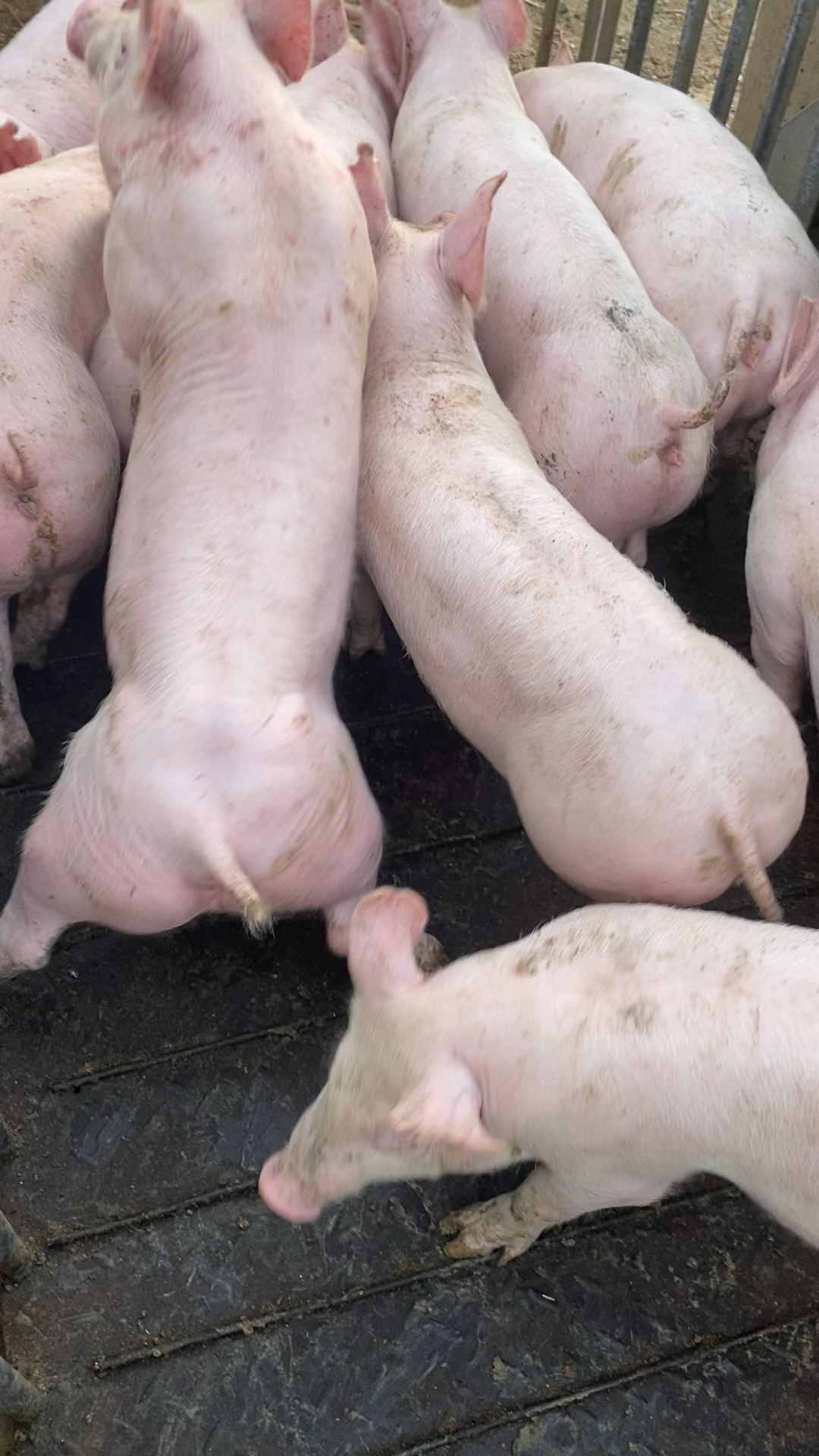 给山西的客户挑选一批新美系二元小后备母猪.