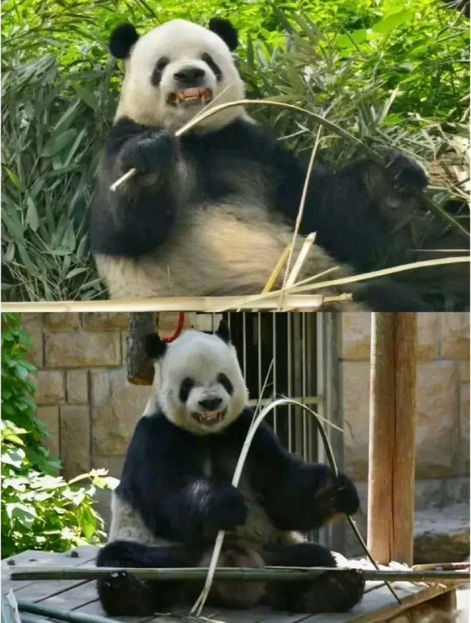 大熊猫# 萌二的龇牙咧嘴式掰竹子 救命,这也太可爱了吧  哈哈哈哈哈