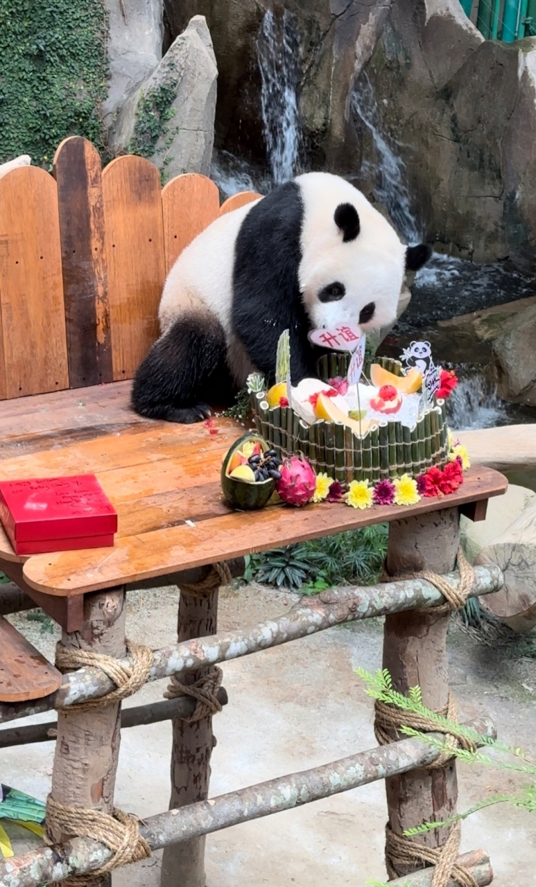 吃豪华生日蛋糕的熊猫  大熊猫升谊  是中国旅马大熊猫"兴兴"和"靓靓"