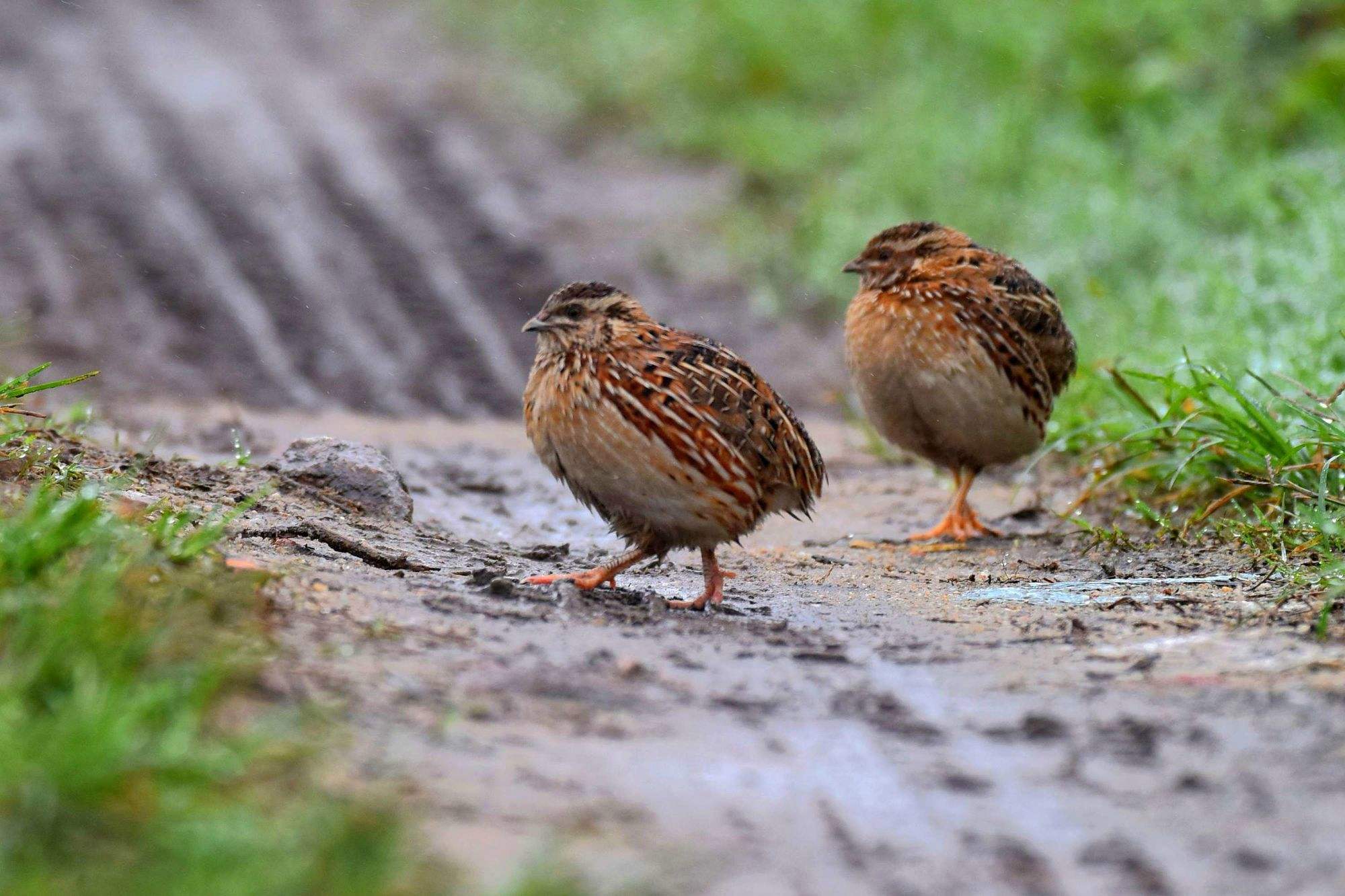 鹌鹑:小巧明珠的生态百科