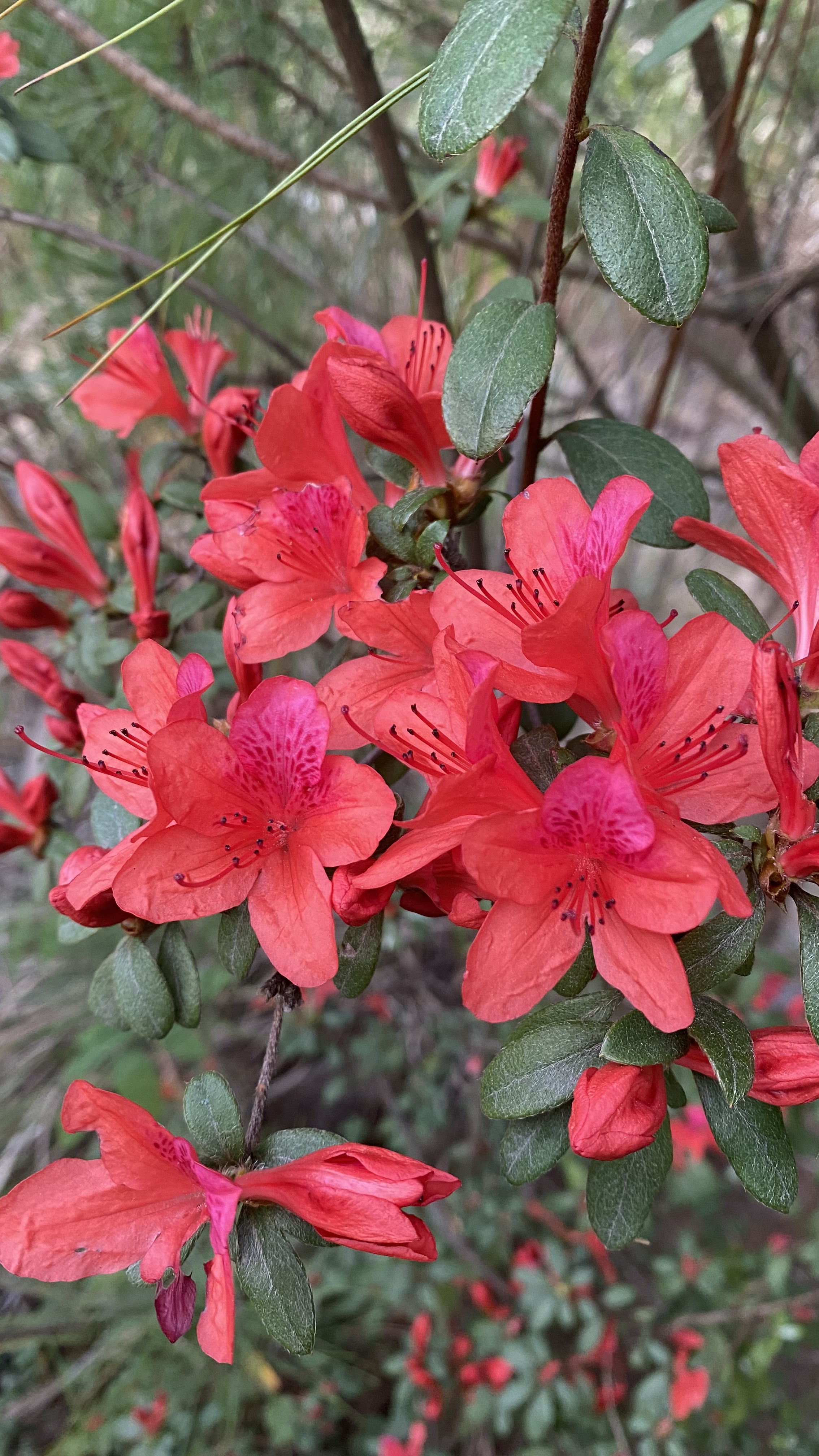 杜鹃花是中国十大名花之一,又名映山红,红艳艳地开满了山坡