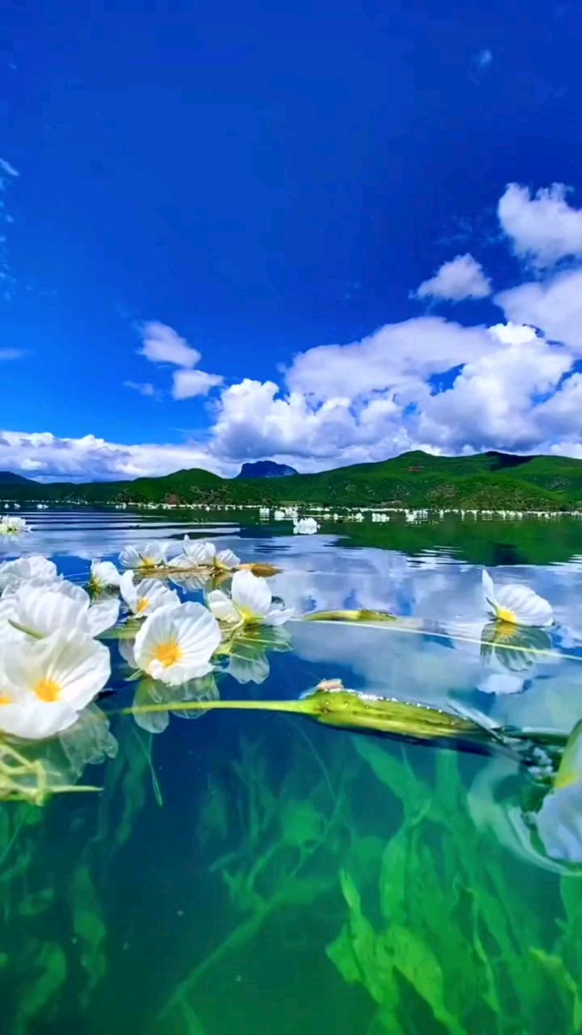 大理海子无根草,不飘不落不生根——水性杨花-度小视