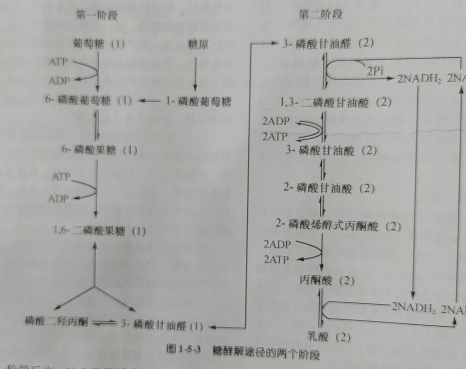 人体糖酵解一一途径,机理