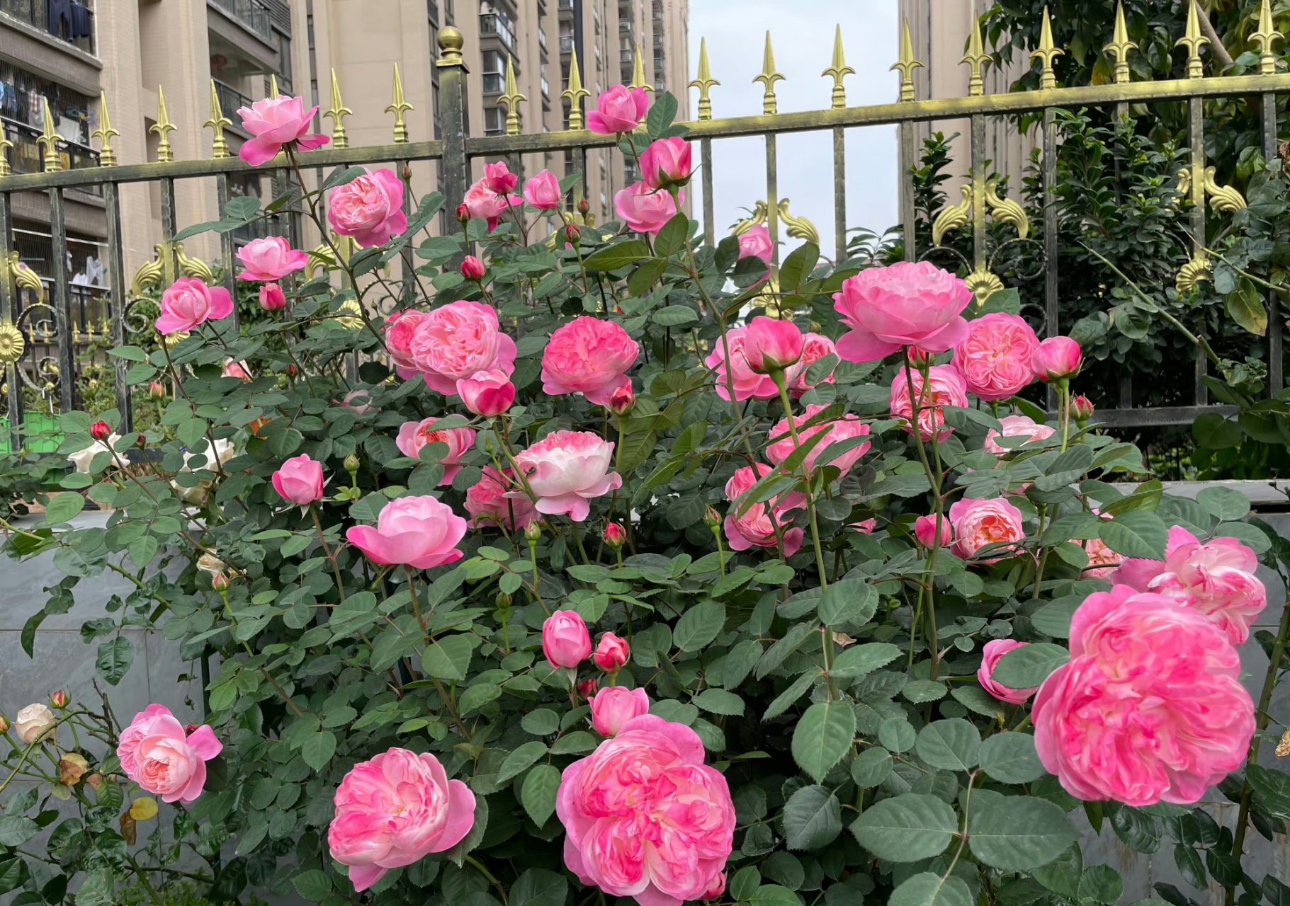 早安,今天和大家打招呼的是【梦光环】~ 日系月季梦光环像个小天使一