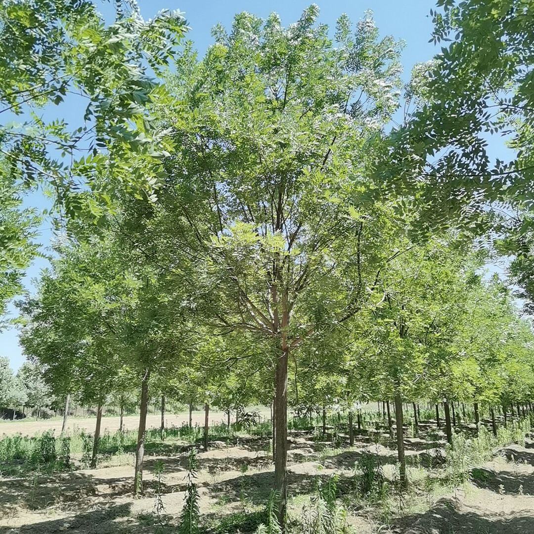 国槐,速生国槐,造型国槐!绿化行道树大量出售13562412311