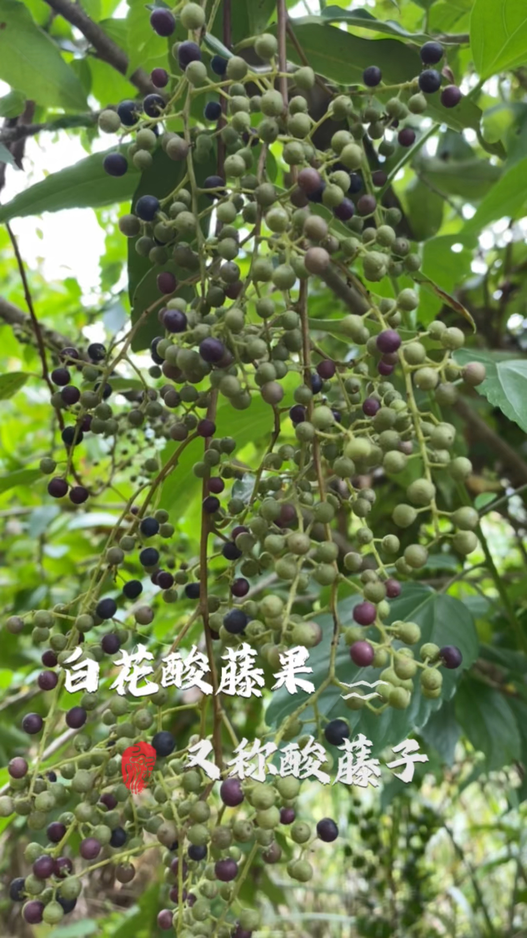 白花酸藤果又称调经藤原来价值那么大好多人却不知道