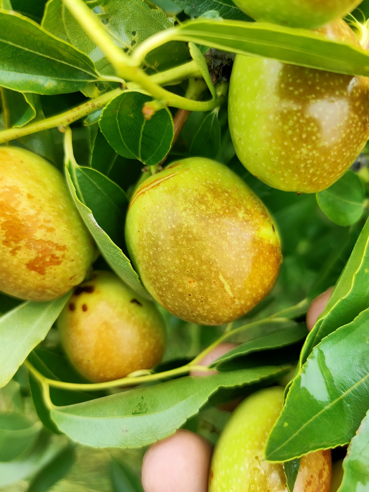 2021辽宁北票上园金丝枣