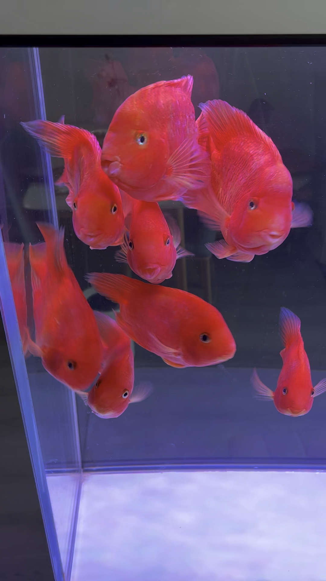 养了一个多月的血鹦鹉起头了惊喜惊喜