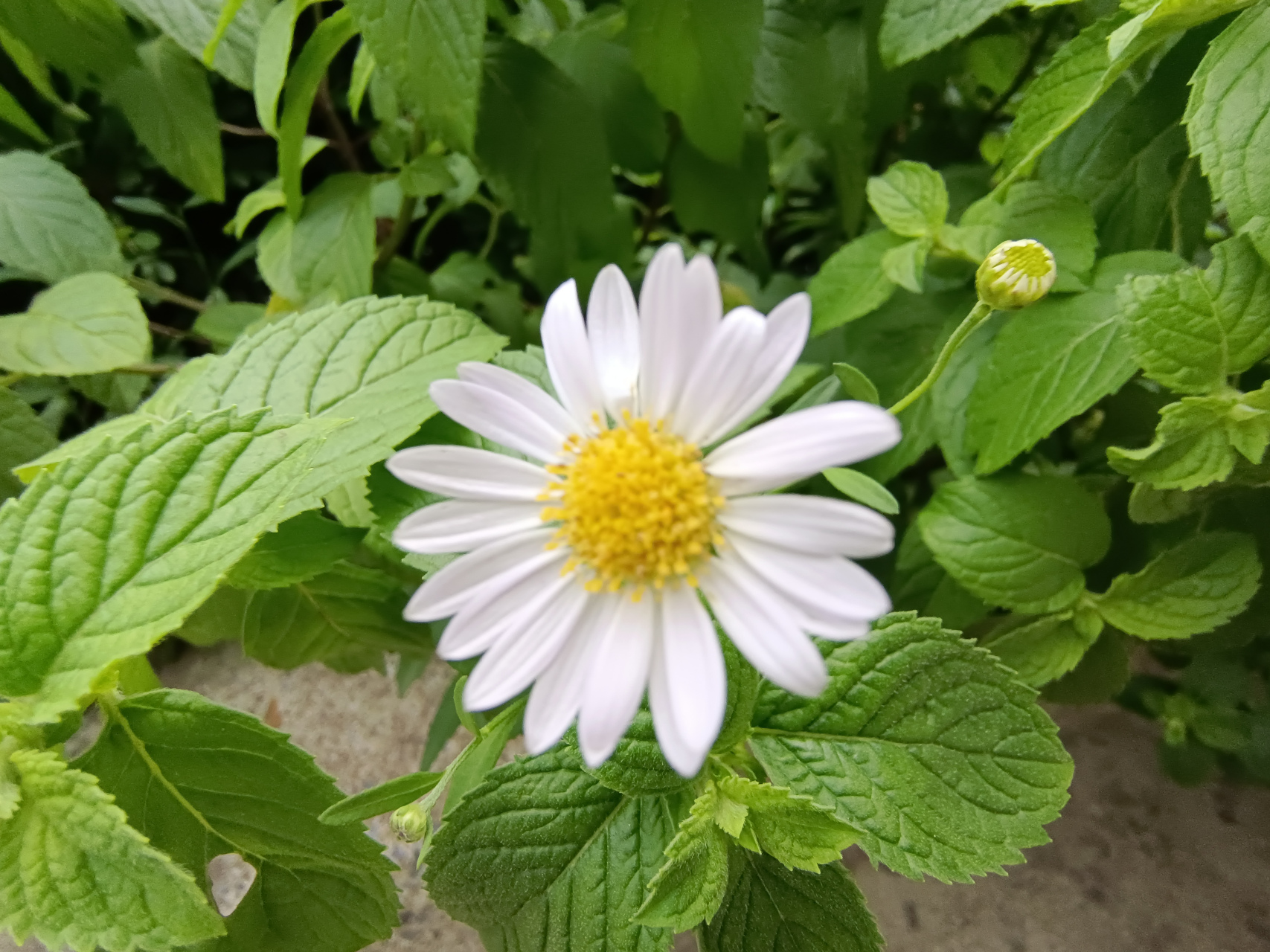 薄荷花花束图片唯美图片