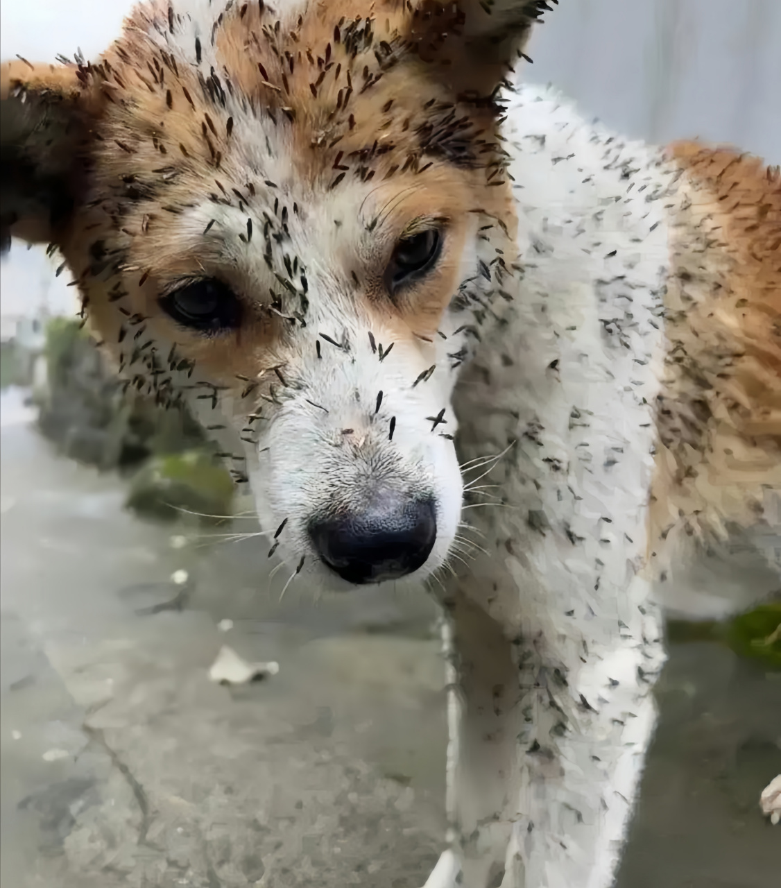 狗宝一大早回来成这样了,它经历了什么?身上这个不是苍耳吧?[汗]