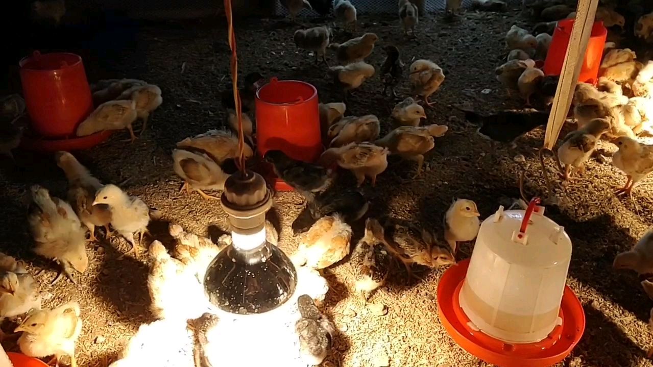 养鸡最怕下雨,看看小鸡吓的都堆在一起