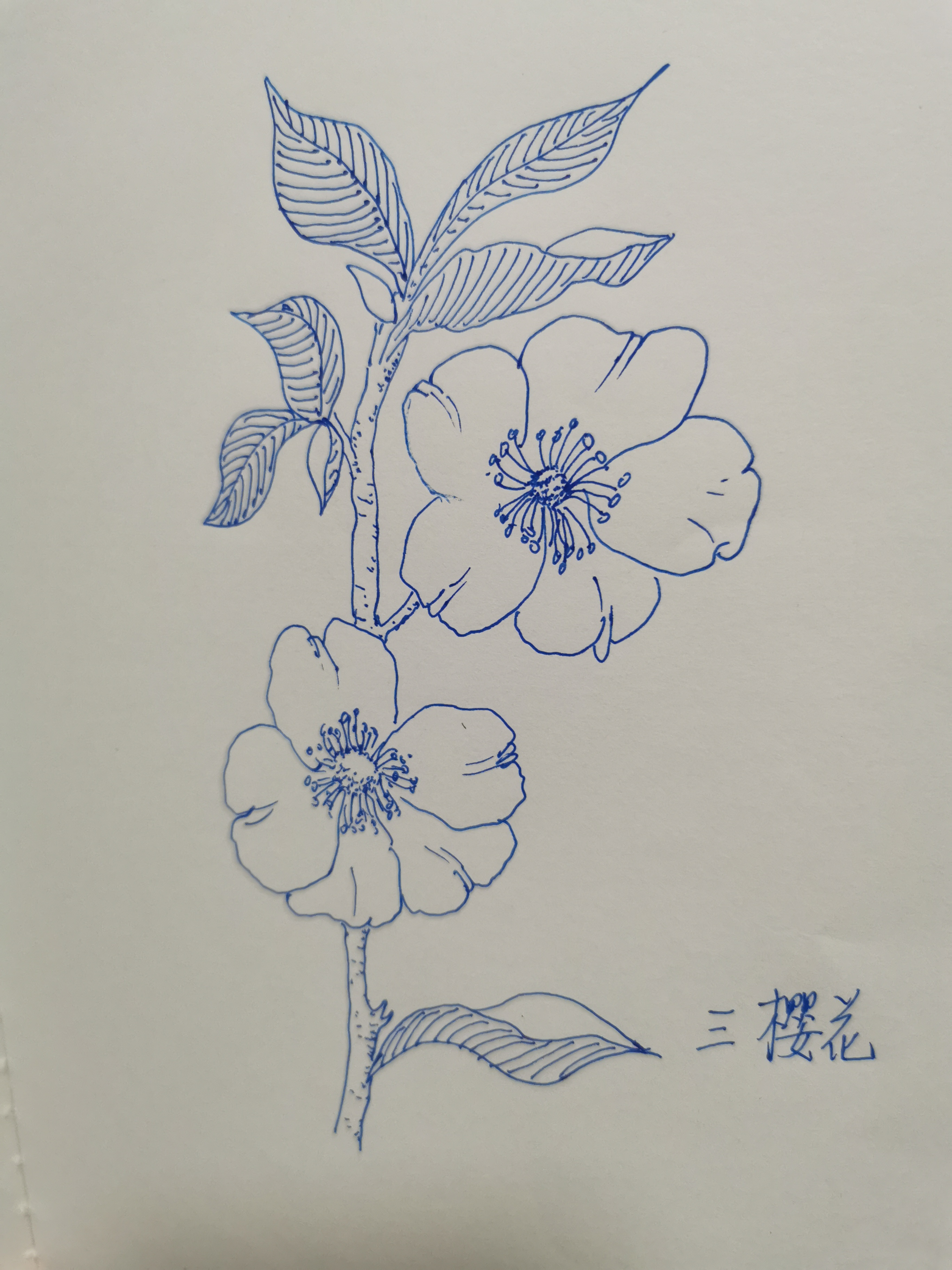 樱花画法图片