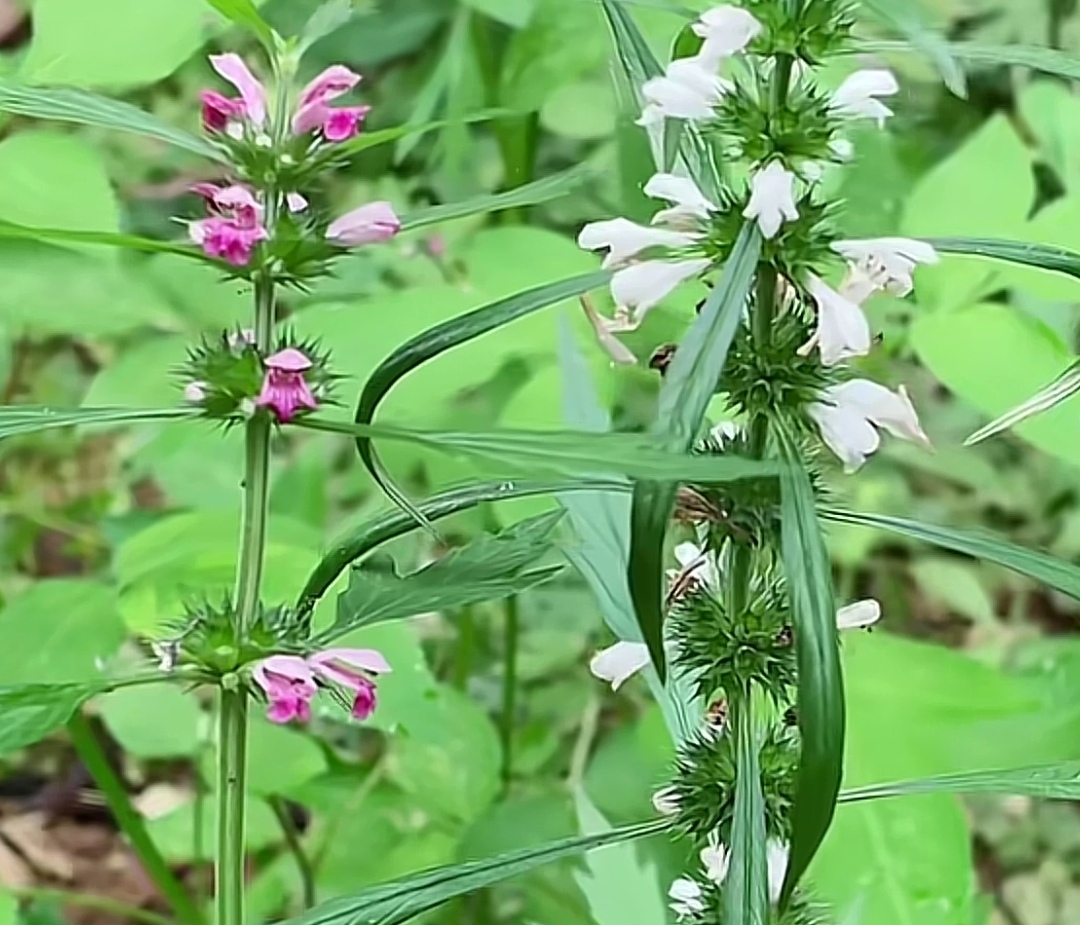 白花益母草,你的家鄉也有嗎